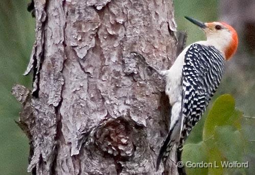 Red-bellied Woodpecker_55629.jpg - Red-bellied Woodpecker (Melanerpes carolinus) photographed in the Audubon Bird Sanctuary on Dauphin Island, Alabama, USA.